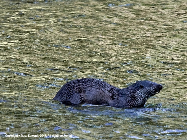 Wild Otter
